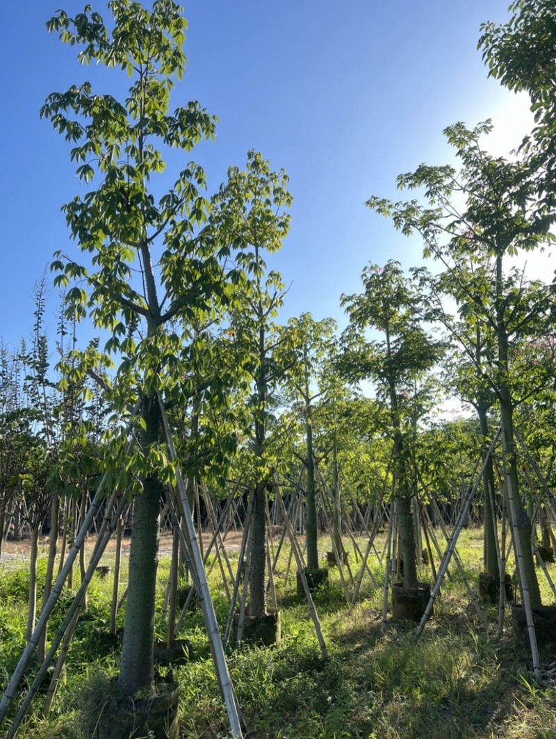 美人树基地直销规格齐全质量优欢迎老板来电洽谈合作