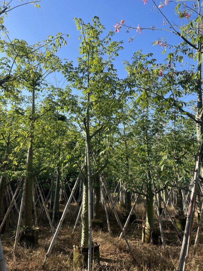 美人树基地直销规格齐全质量优欢迎老板来电洽谈合作