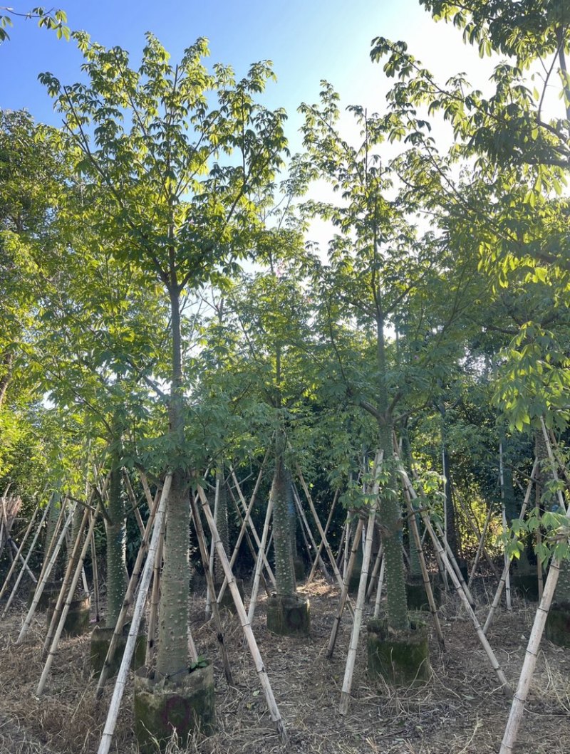 美人树基地直销规格齐全质量优欢迎老板来电洽谈合作