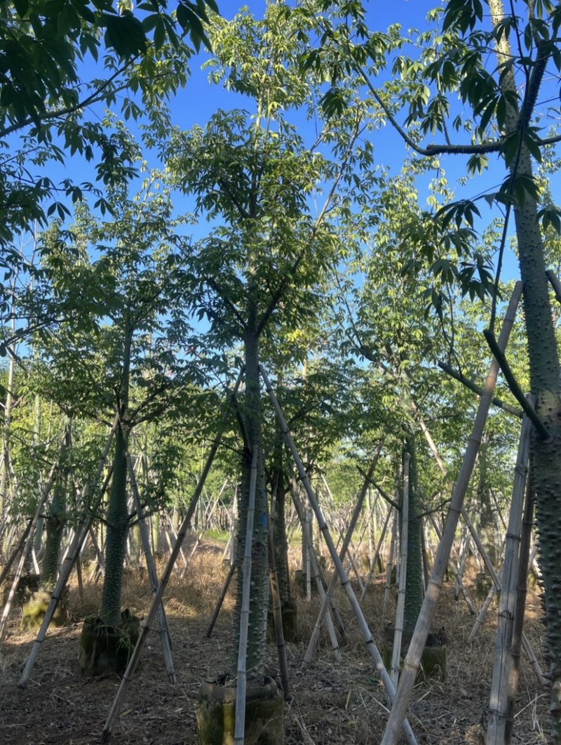 美人树基地直销规格齐全质量优欢迎老板来电洽谈合作