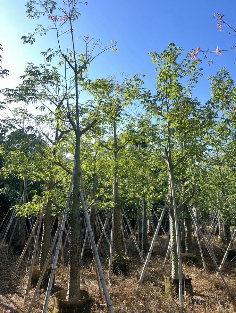 美人树基地直销规格齐全质量优欢迎老板来电洽谈合作