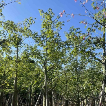 美人树基地直销规格齐全质量优欢迎老板来电洽谈合作