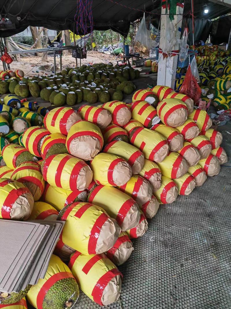 【优选】海南菠萝蜜回购高产地直供品质保证可看货