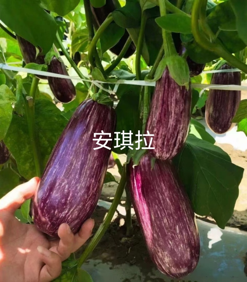 彩色茄子种子，颜色漂亮，口感佳，抗病高产