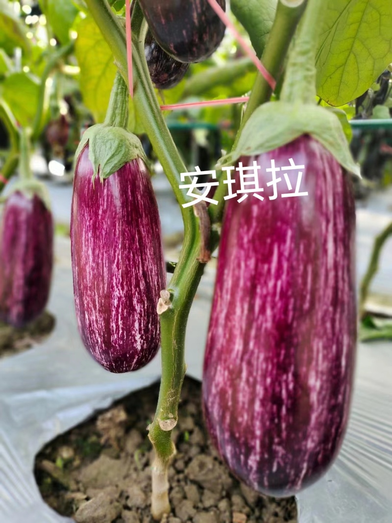 彩色茄子种子，颜色漂亮，口感佳，抗病高产