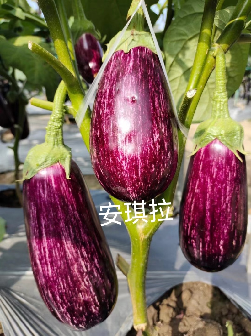 彩色茄子种子，颜色漂亮，口感佳，抗病高产