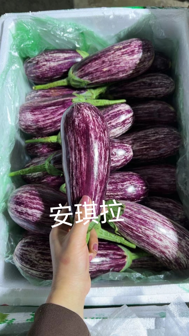 彩色茄子种子，颜色漂亮，口感佳，抗病高产