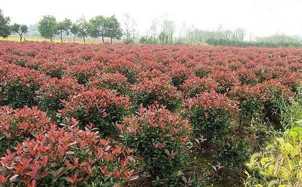 红叶石楠植物整体外观