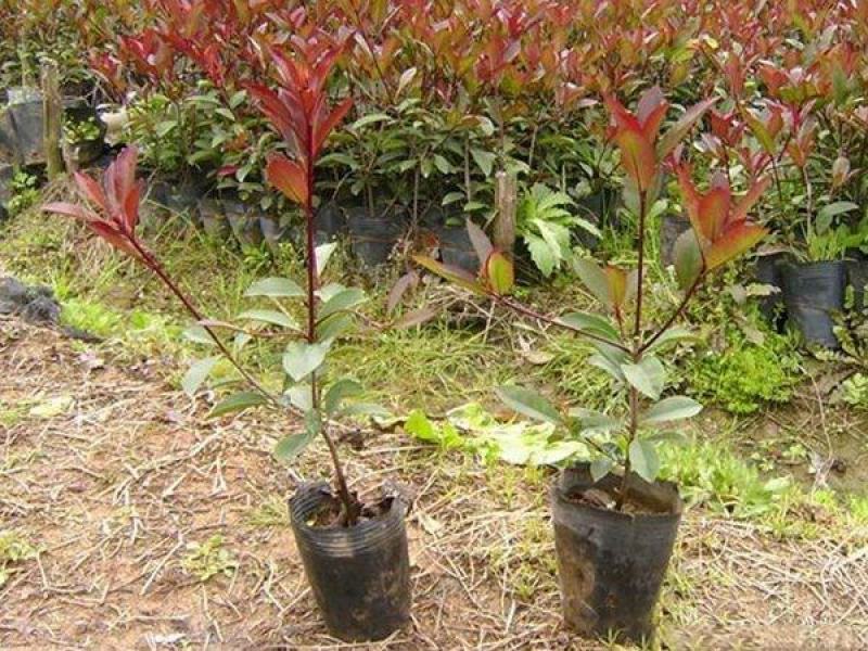 红叶加拿大紫荆