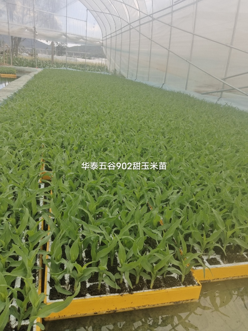 精品花超甜翠玉米苗货源充足量大从优欢迎咨询