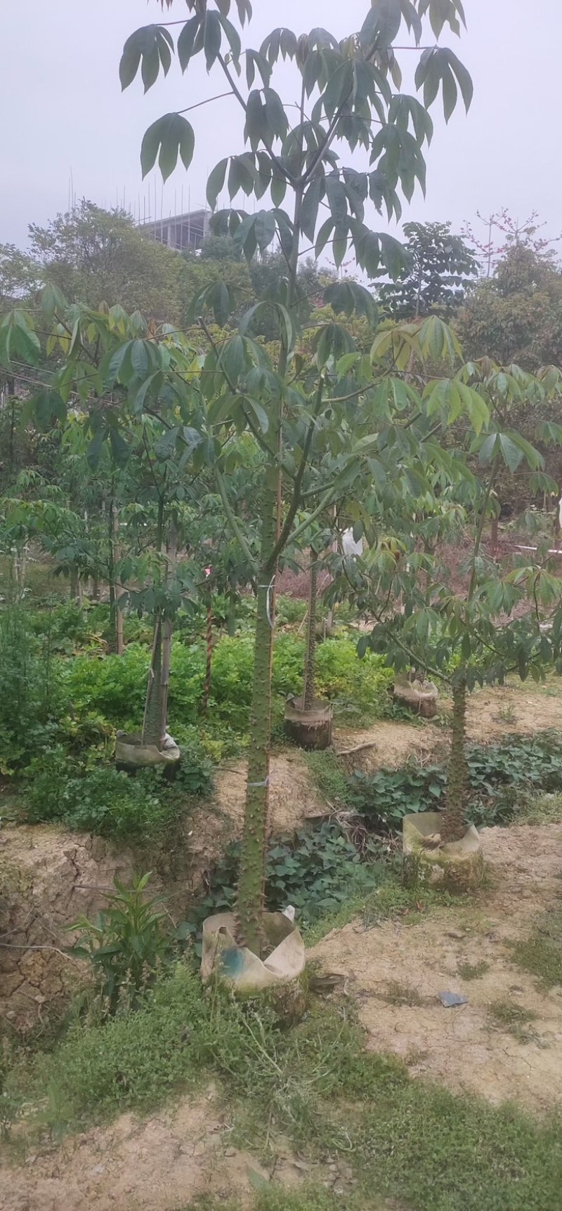 美人树