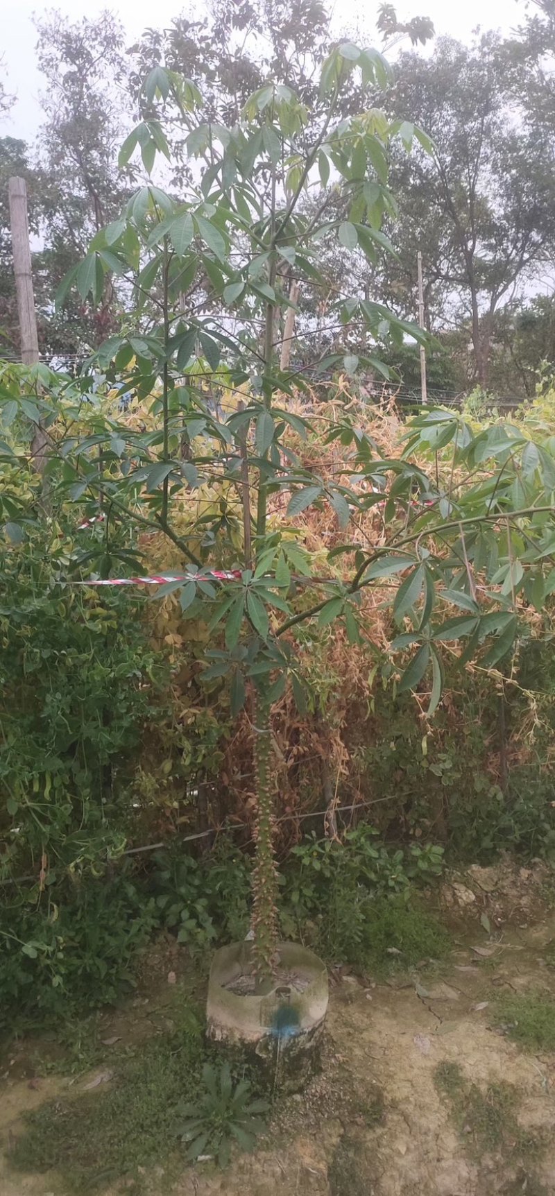 美人树