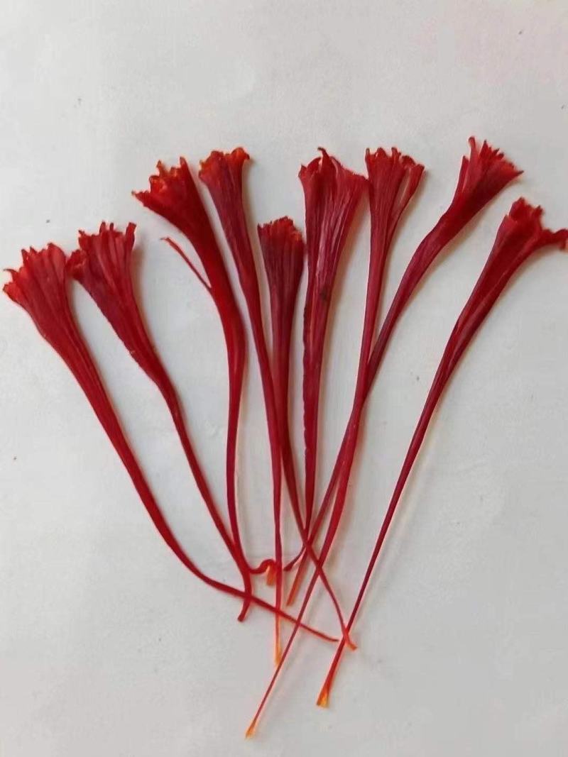 藏红花特级5克一盒西藏包邮