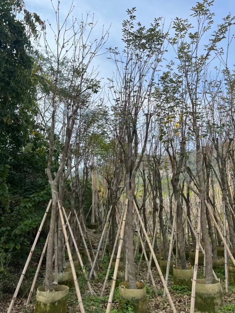 多花黄花风铃木