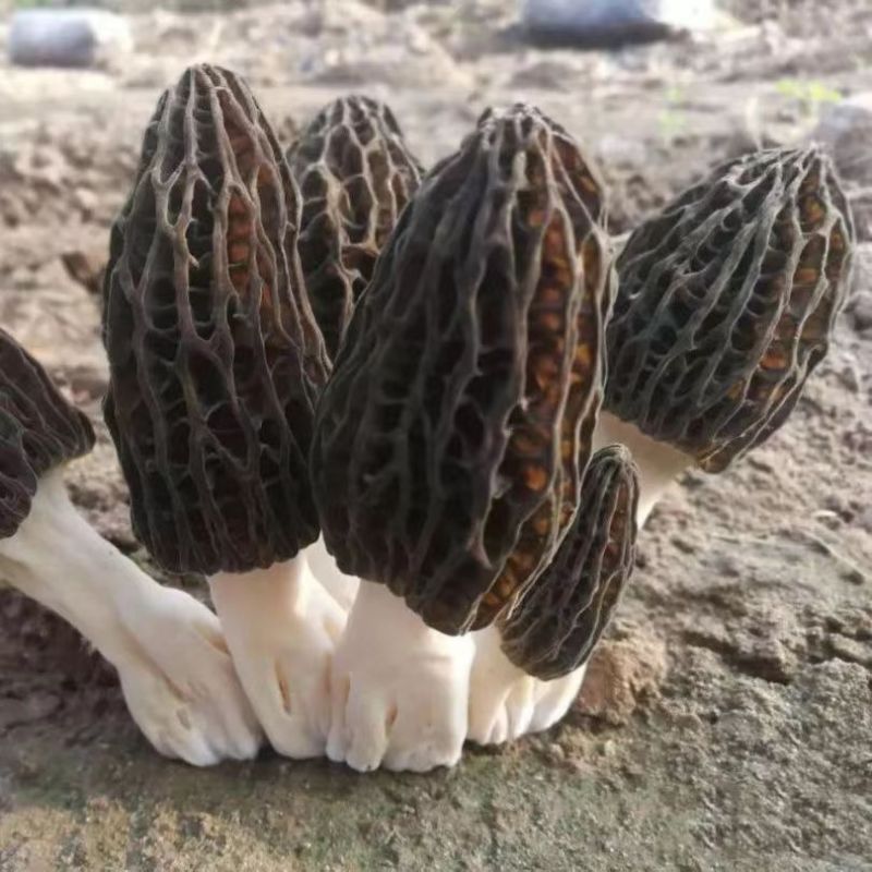 产地直销头茬羊肚菌，一件代发