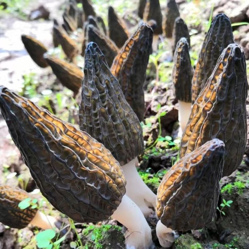 产地直销头茬羊肚菌，一件代发
