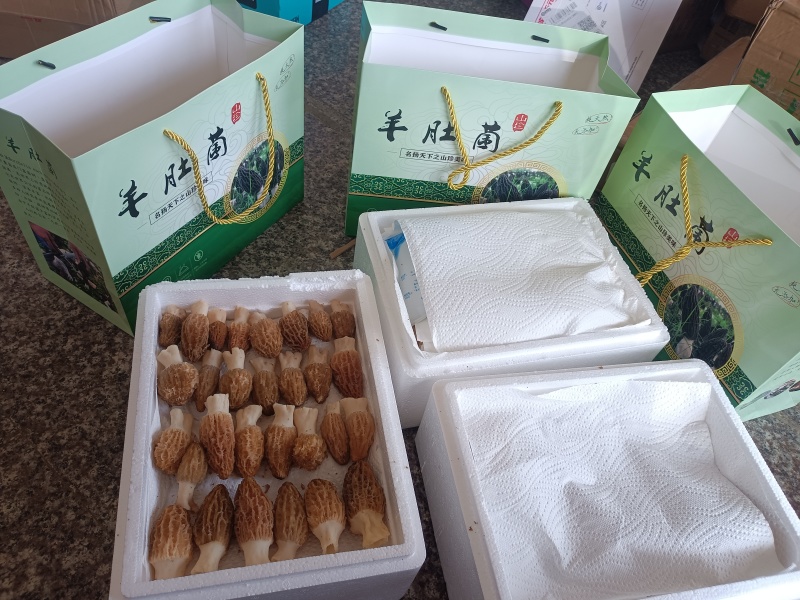 产地直销头茬羊肚菌，一件代发