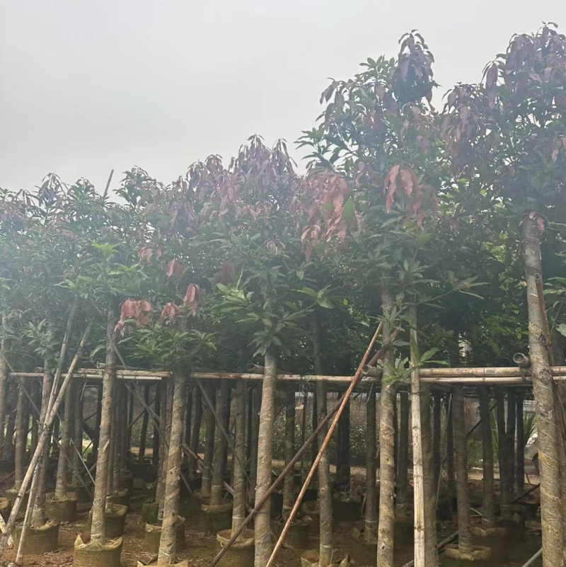 芒果树