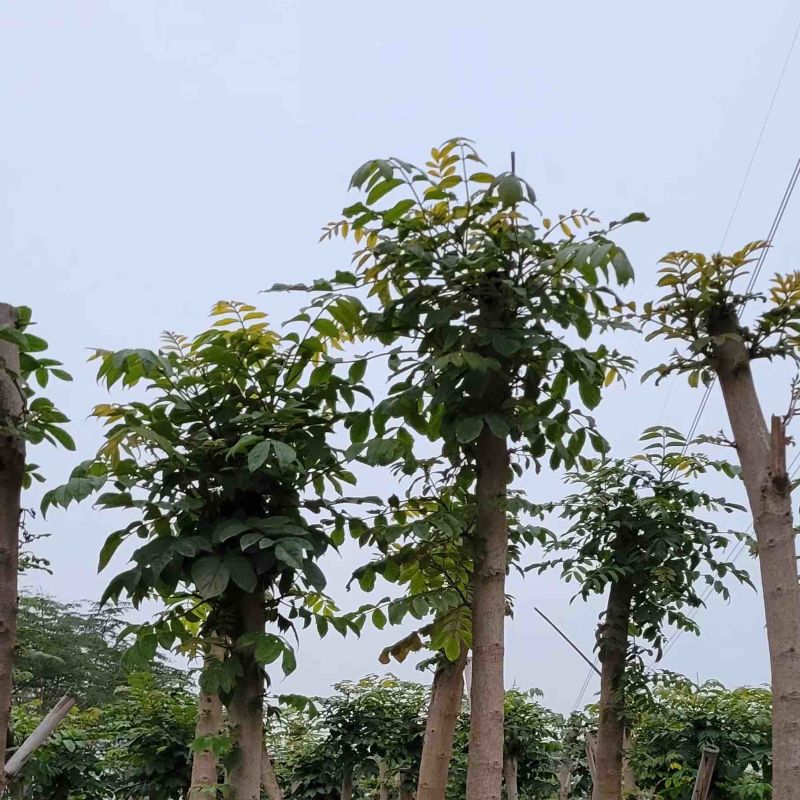 火焰木