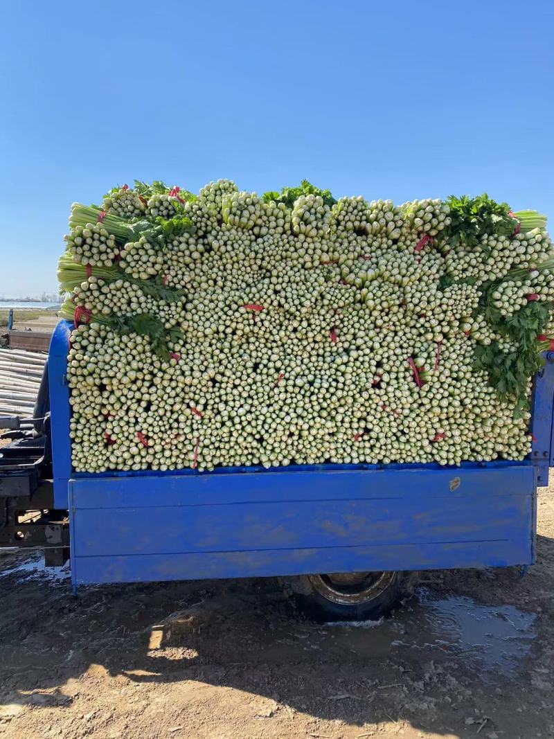 西芹夏邑芹菜万亩大棚种植货源充足代收代发全国