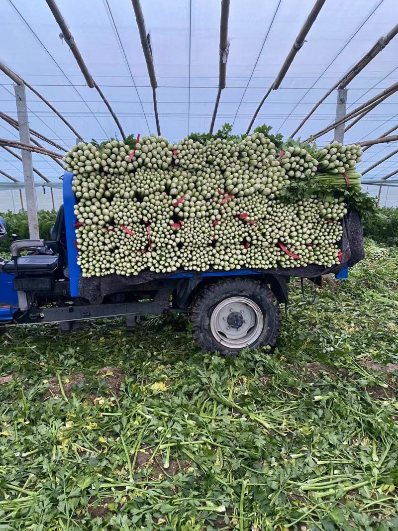 西芹夏邑芹菜万亩大棚种植货源充足代收代发全国