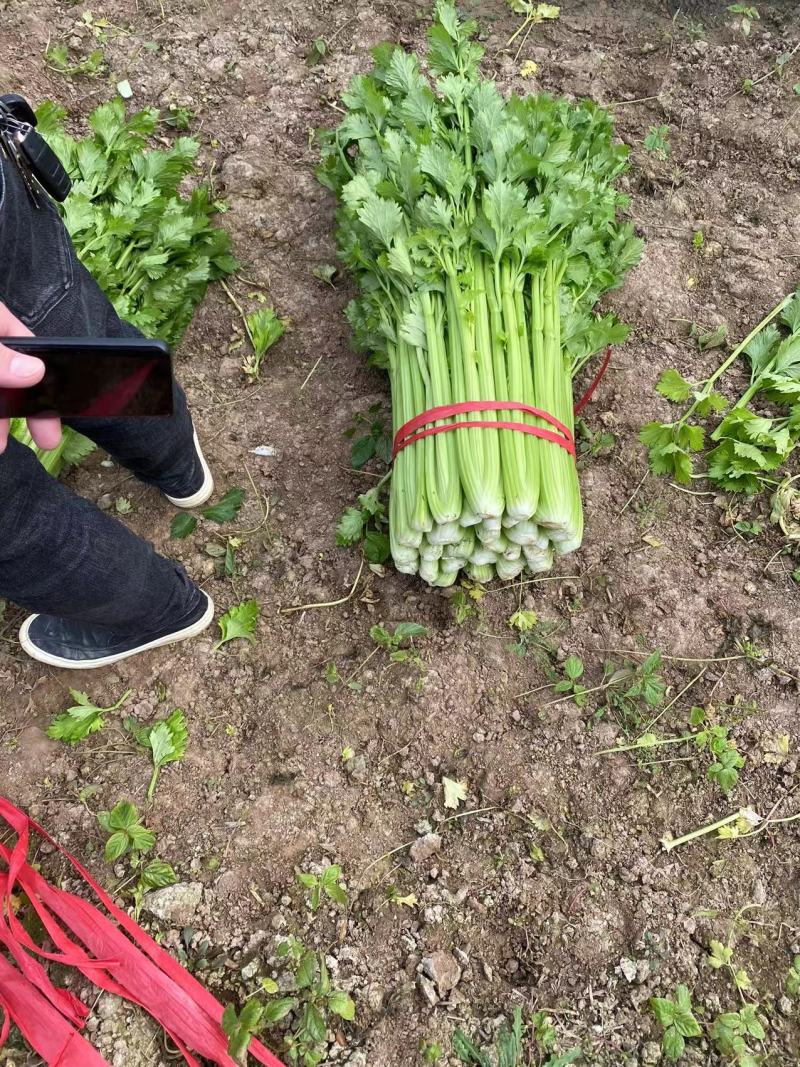 西芹夏邑芹菜万亩大棚种植货源充足代收代发全国