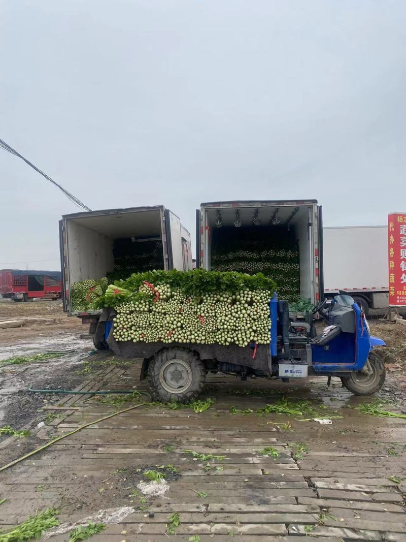 西芹夏邑芹菜万亩大棚种植货源充足代收代发全国