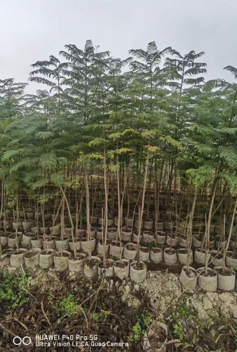 蓝花楹