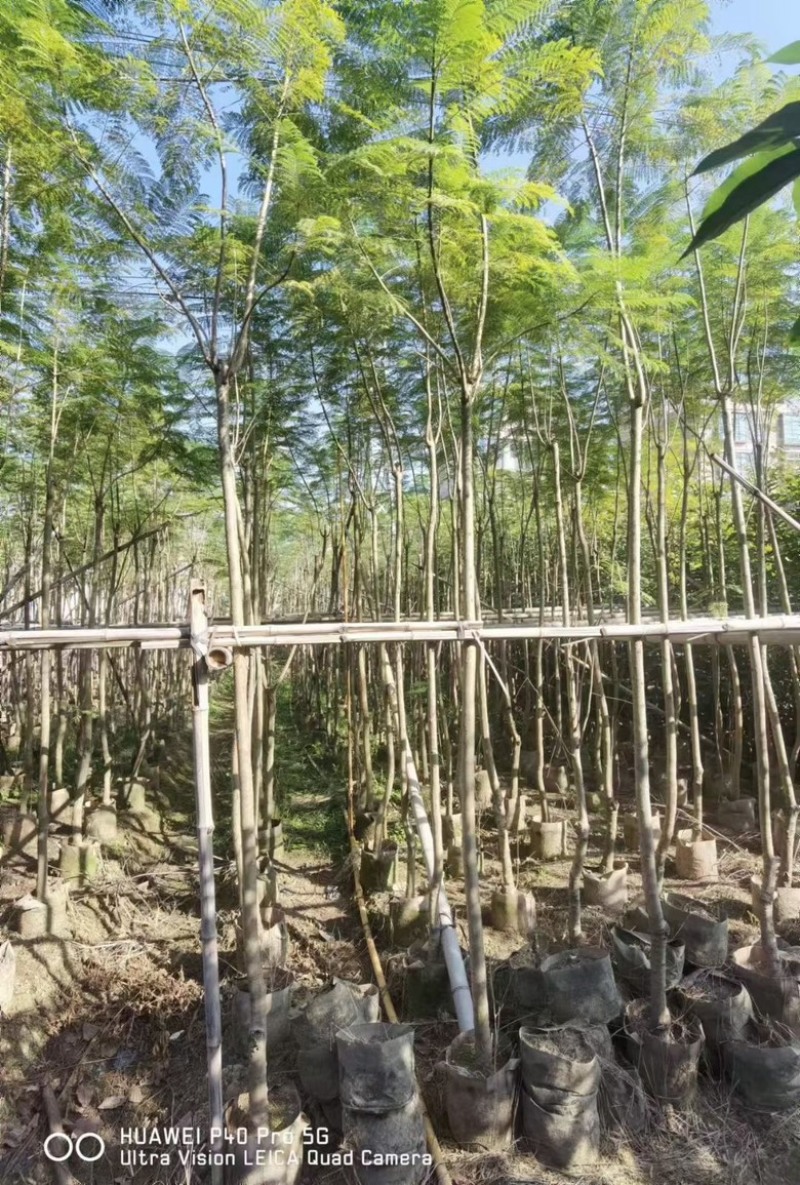蓝花楹