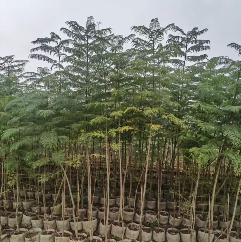 蓝花楹