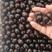 河南新乡树葡萄大量供应保质保量对接全国客商产地直发