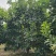 精品青柚一八八七八九四冠幅八O八四(点O）