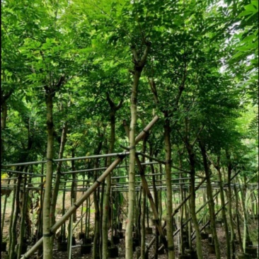 黄花梨