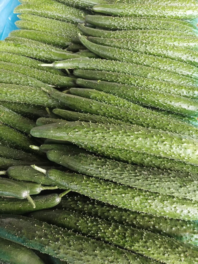电商黄瓜，平台专用，货源稳定，大量接单，大量供应中