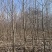 玉兰480颗左右，直径7-14厘米左右。价格面议