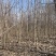 玉兰480颗左右，直径7-14厘米左右。价格面议