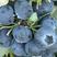 蓝莓花香蓝莓L25F6优瑞卡绿宝石蓝莓全部有货