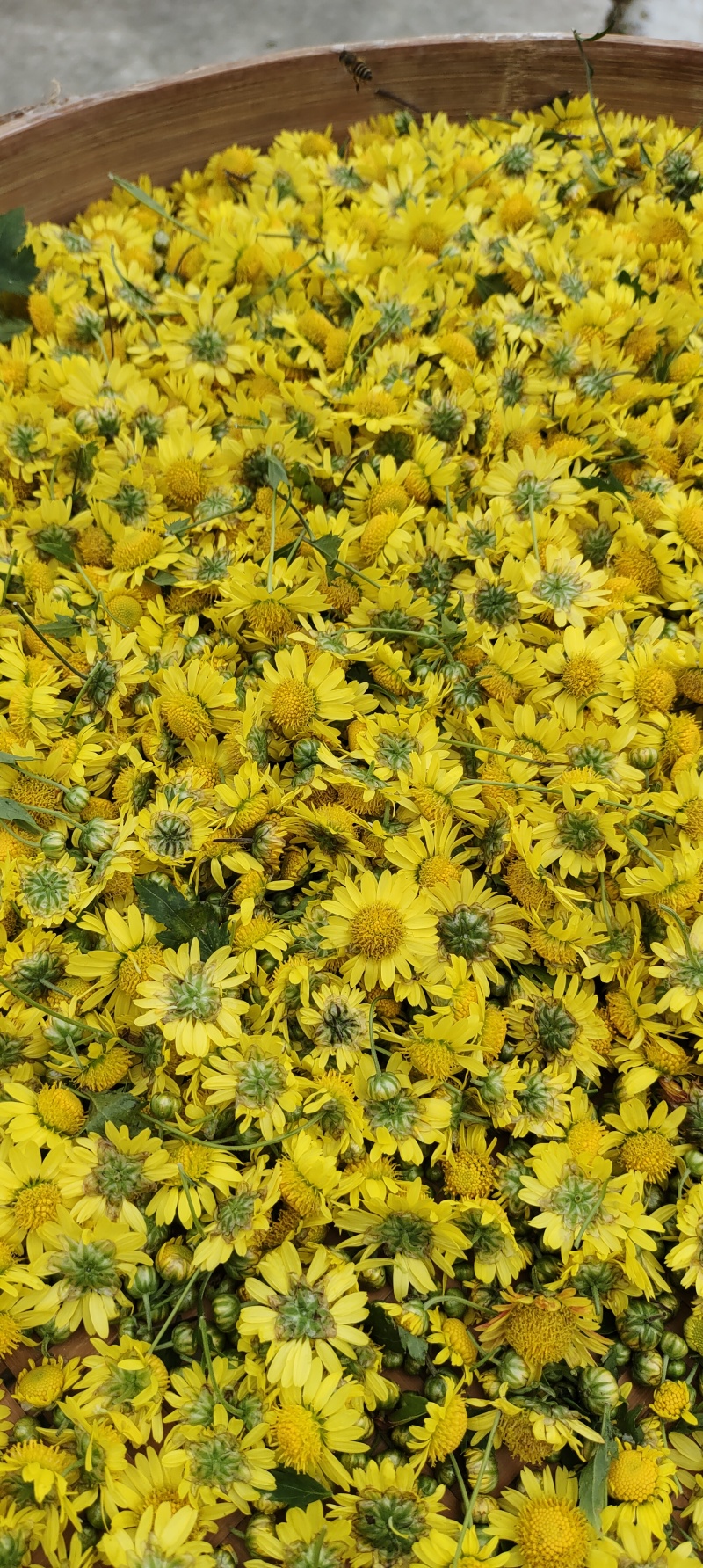 广东省韶关市仁化丹霞山野生菊花茶叶