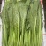 芥菜，云南芥菜，适合各食品加工厂腌制泡菜，价格优，质量好