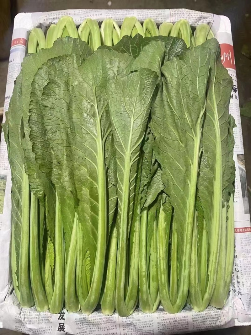 芥菜，云南芥菜，适合各食品加工厂腌制泡菜，价格优，质量好