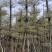 锦叶榄仁