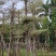 锦叶榄仁