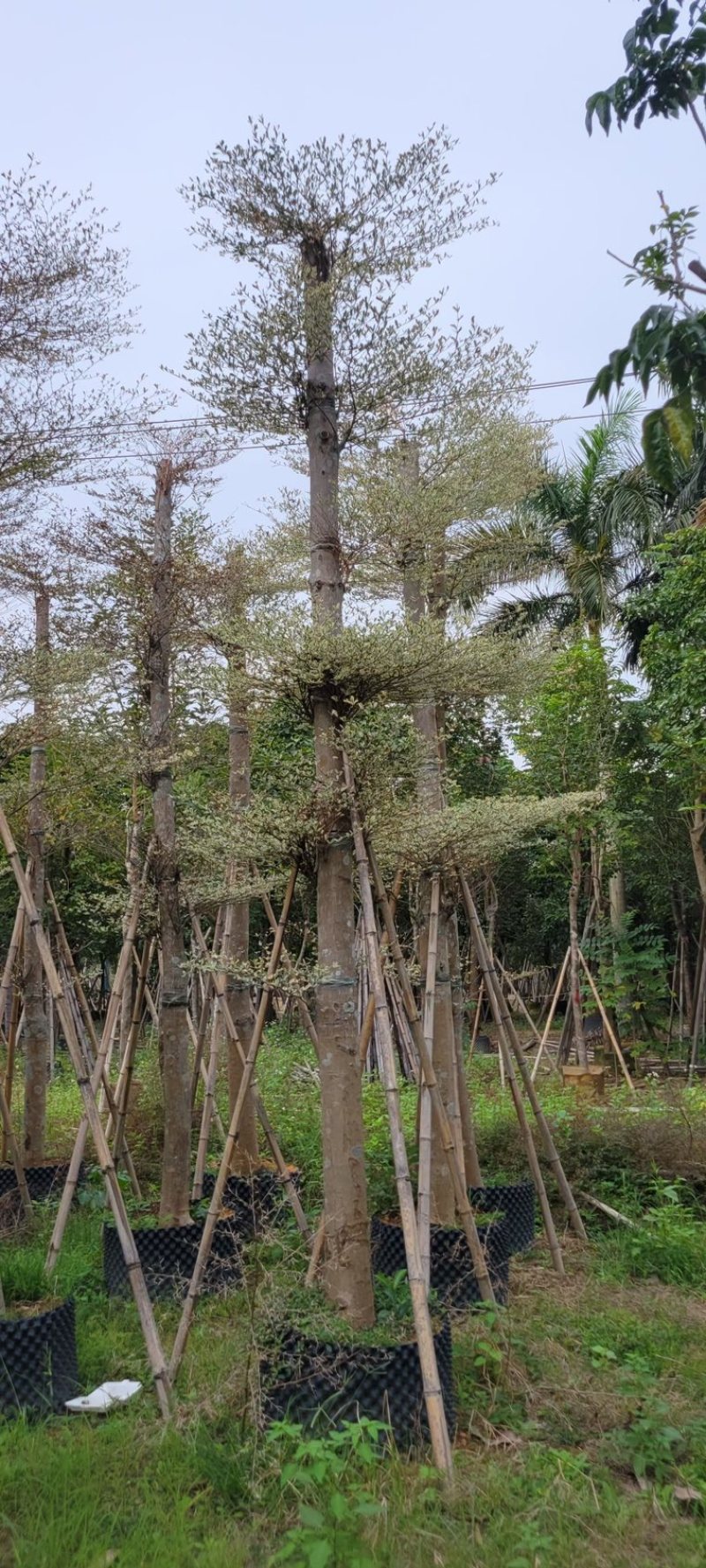 锦叶榄仁