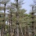 锦叶榄仁