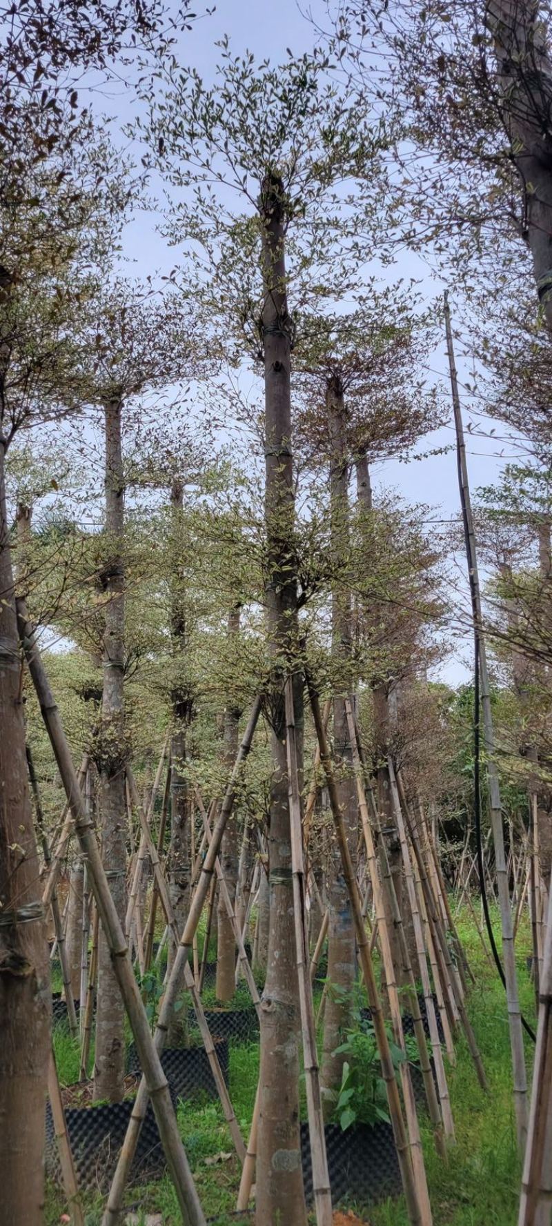 锦叶榄仁