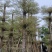 锦叶榄仁