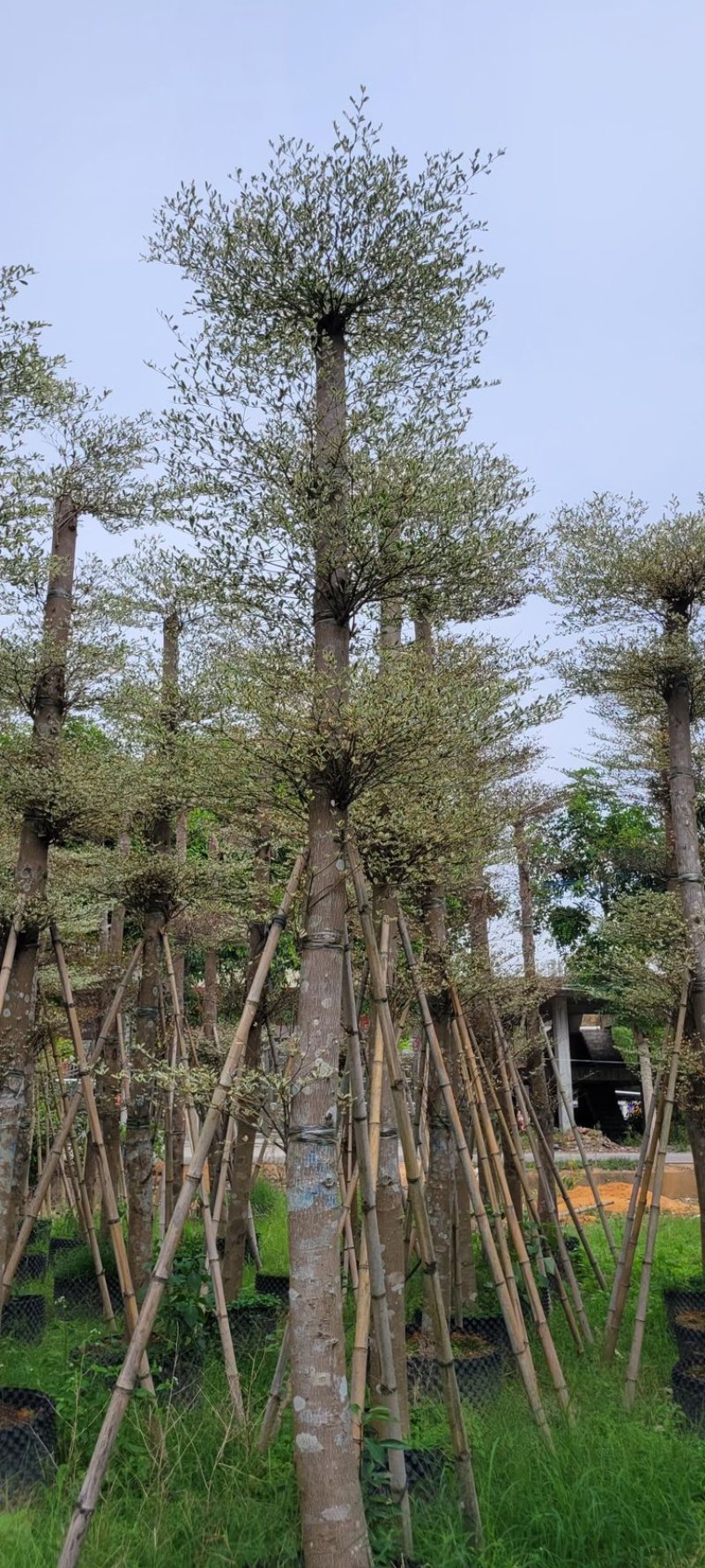 锦叶榄仁