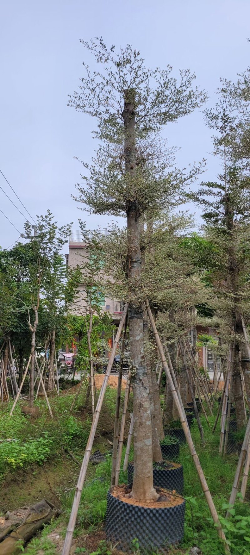 锦叶榄仁