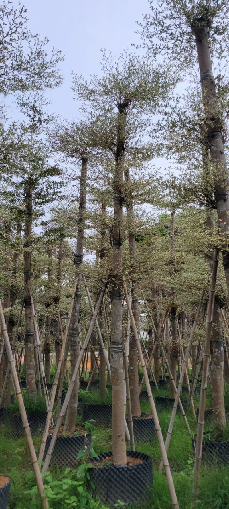 锦叶榄仁