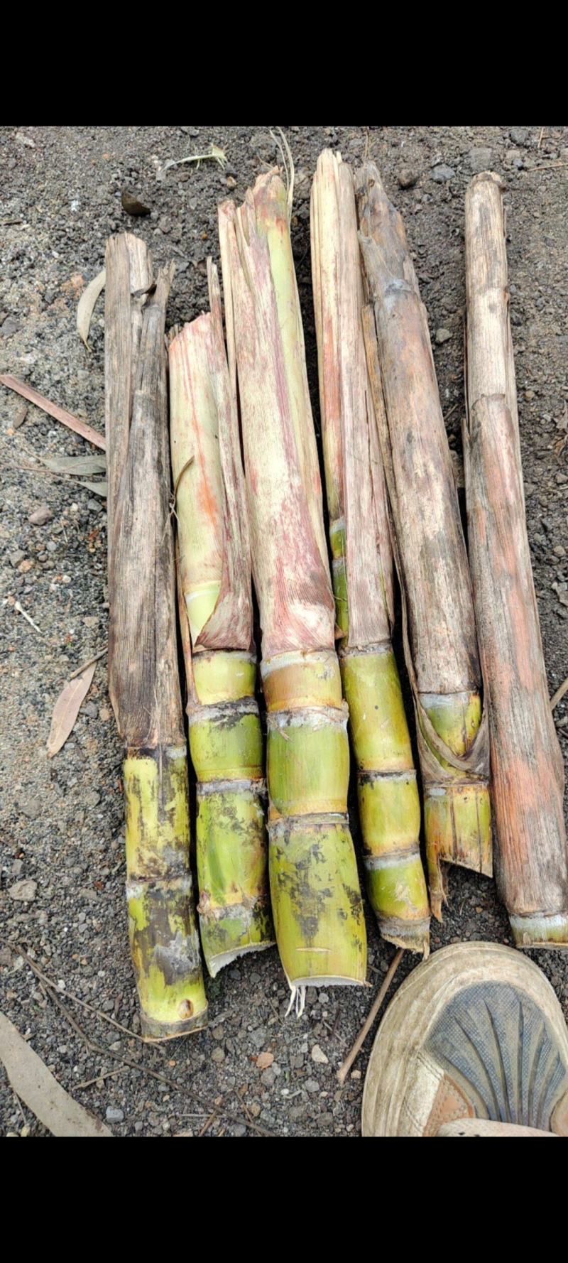 黑皮甘蔗种大量从优，本人就是讲诚信，致电有优惠，产地